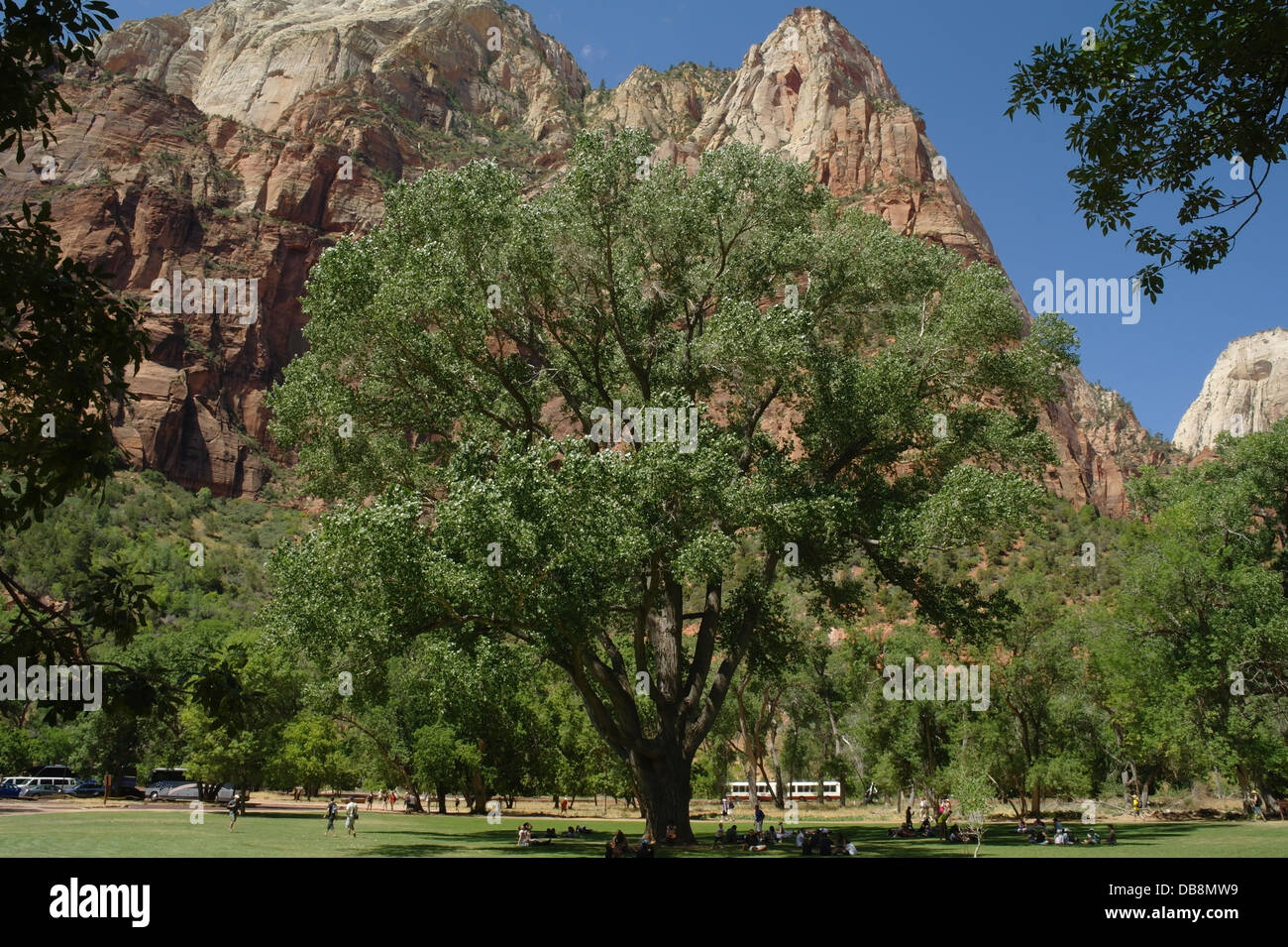 Blue sky view, towards Lady Mountain, people relaxing green park grass below broad crown tree, Zion Canyon Lodge, Utah Stock Photo