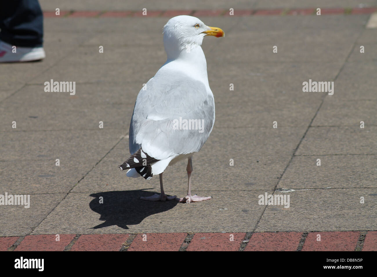 A lone Sea Gull looking for food, Stock Photo