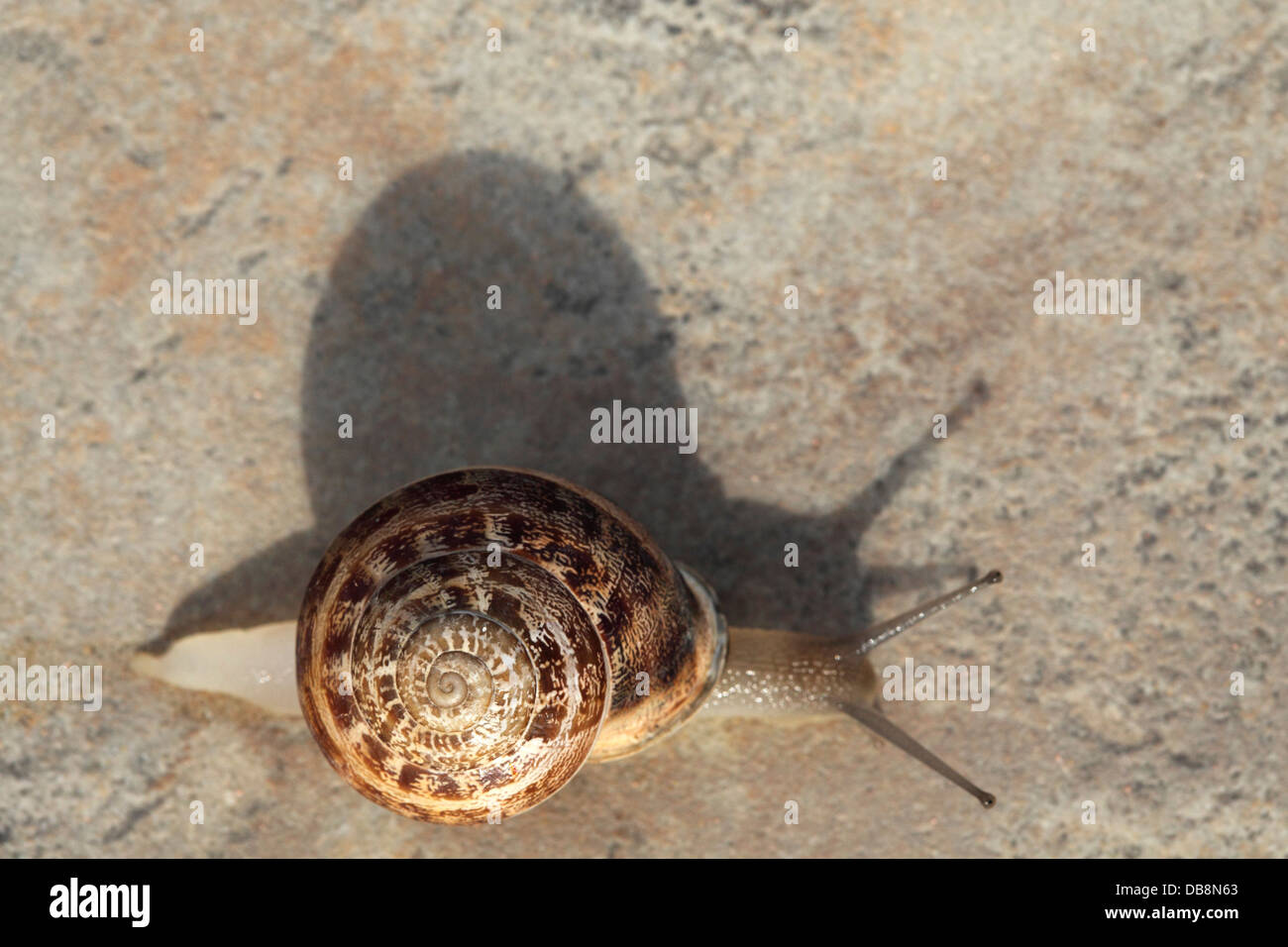 A snail on Rhodes, Greece. The growth spiral of the snails shell can be