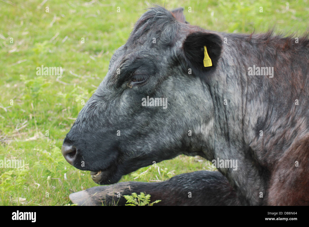An old  Dartmoor cow resting Stock Photo
