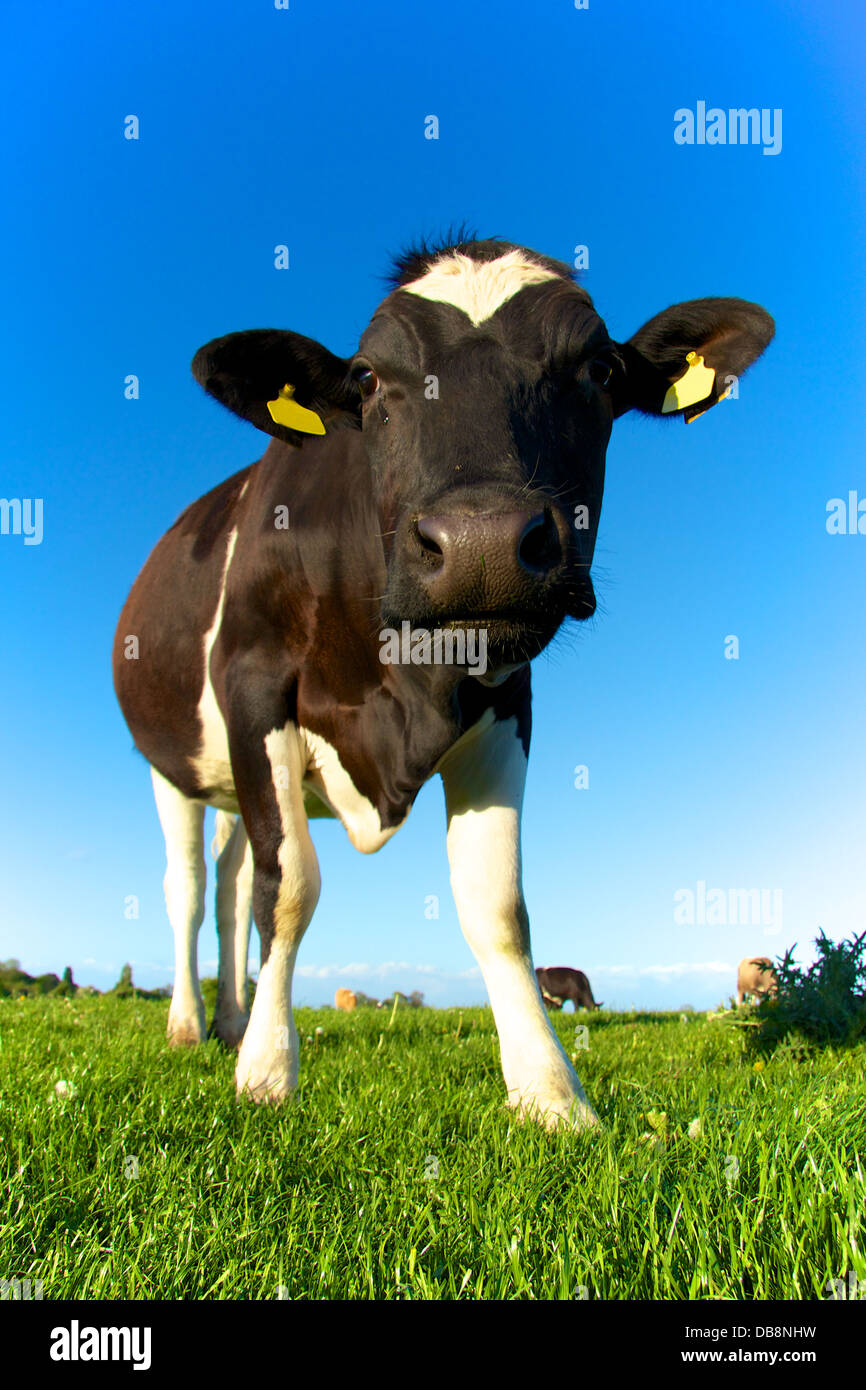Nosy Meadow Cow Stock Photo - Alamy