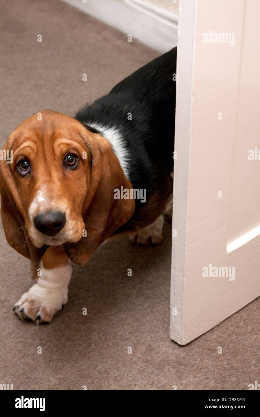 Can Basset Hounds Handle Stairs