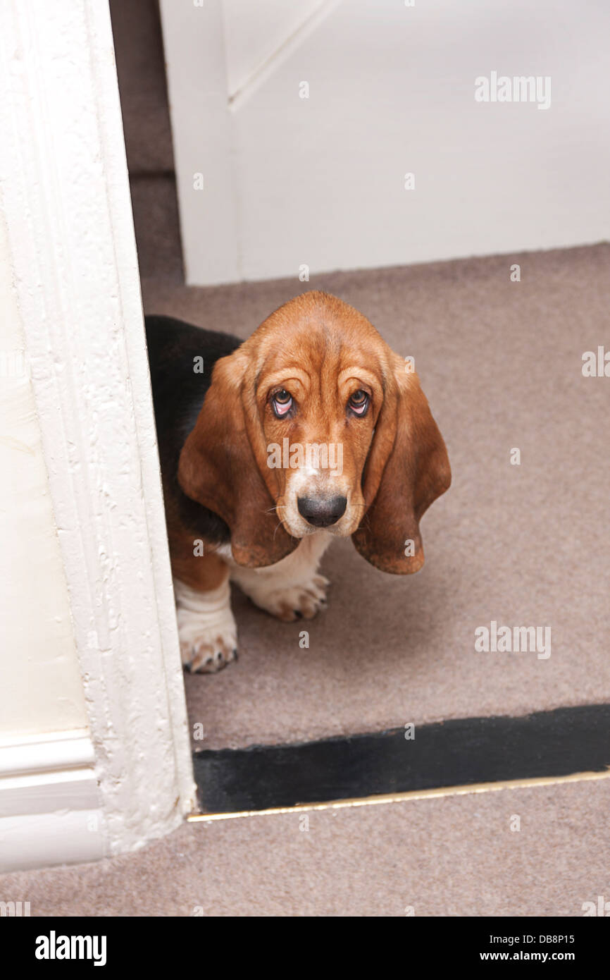 bassett hound puppy coming through doorway Stock Photo
