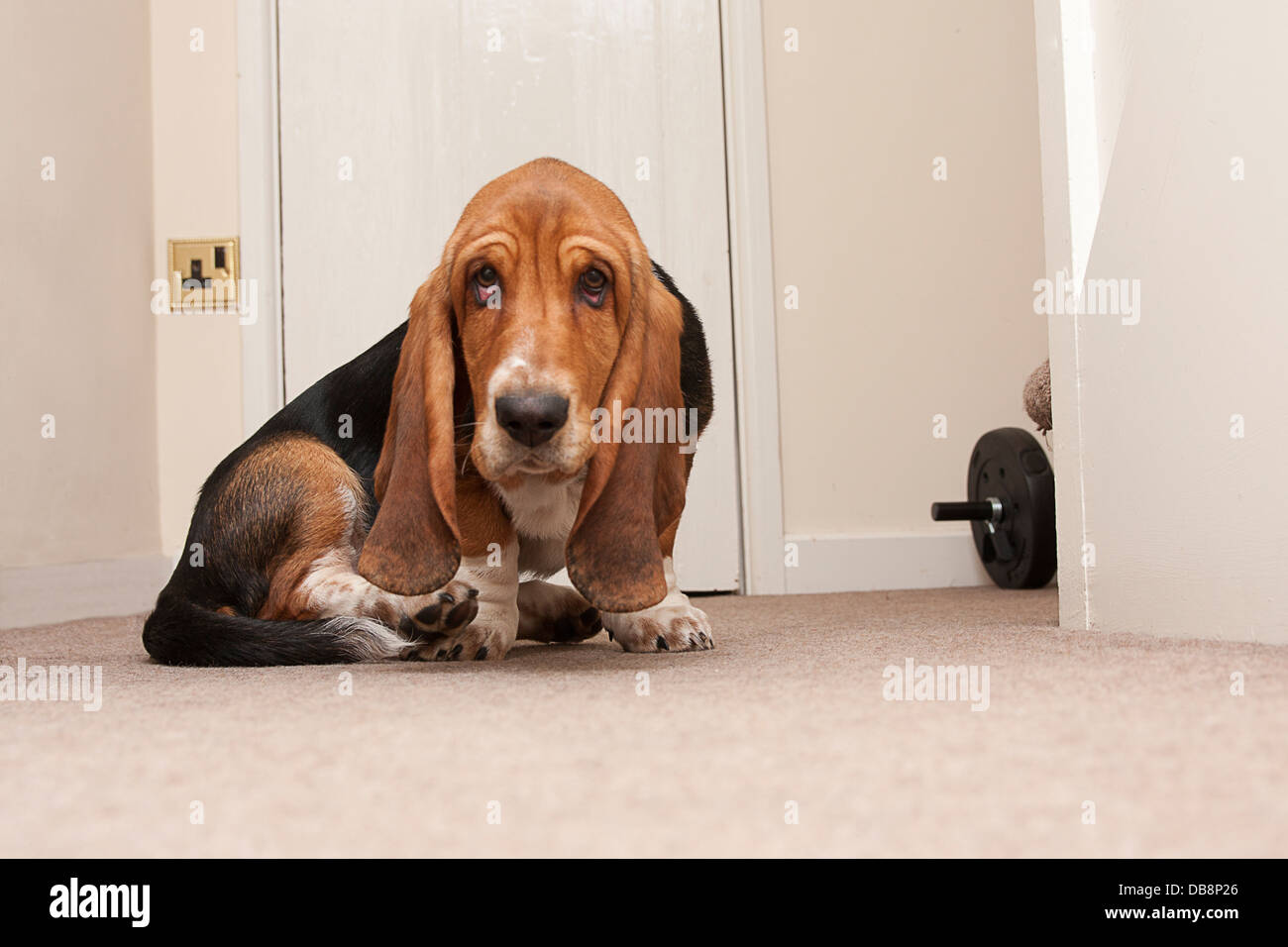 bassett hound puppy Stock Photo