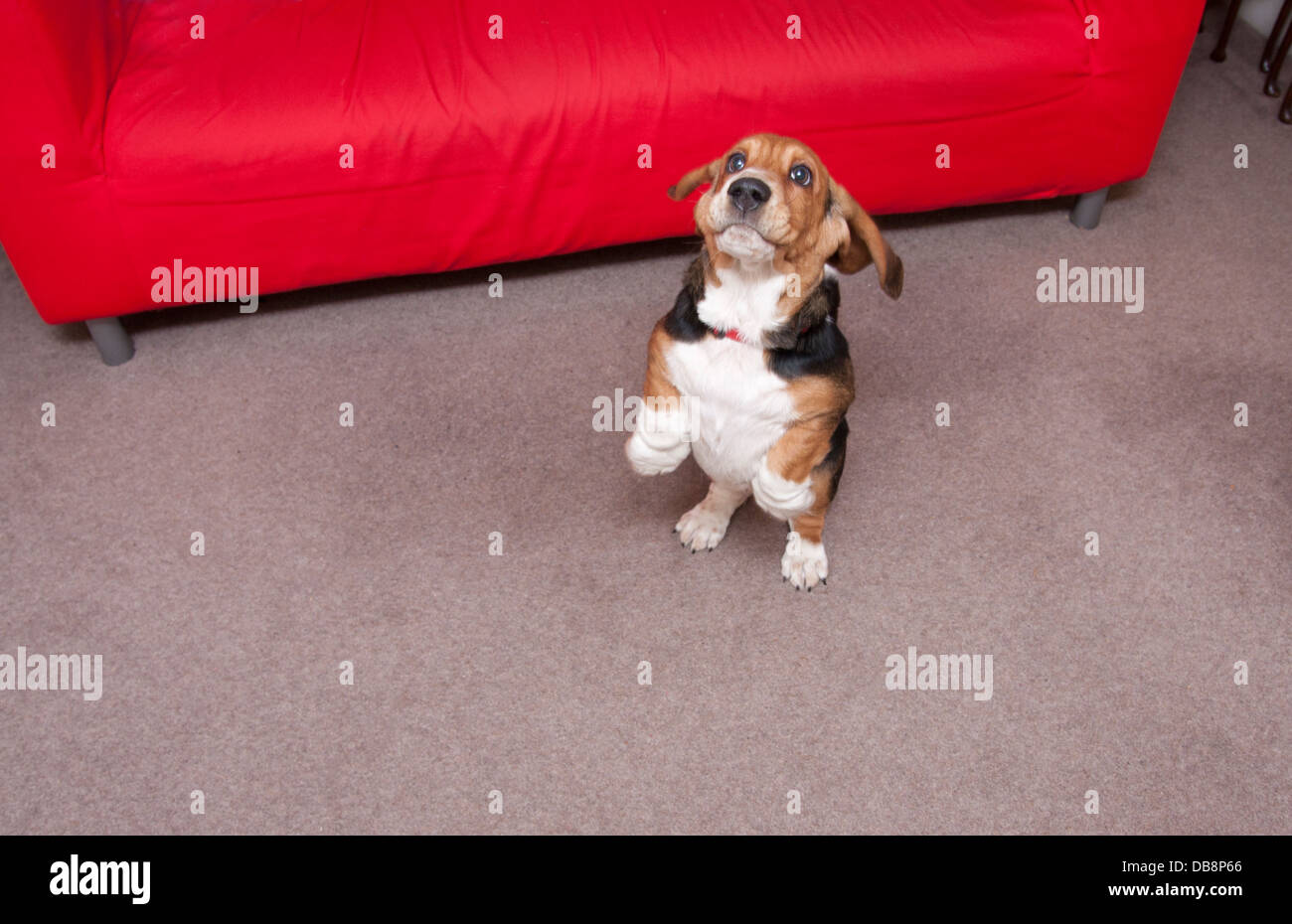 lively bassett hound puppy Stock Photo