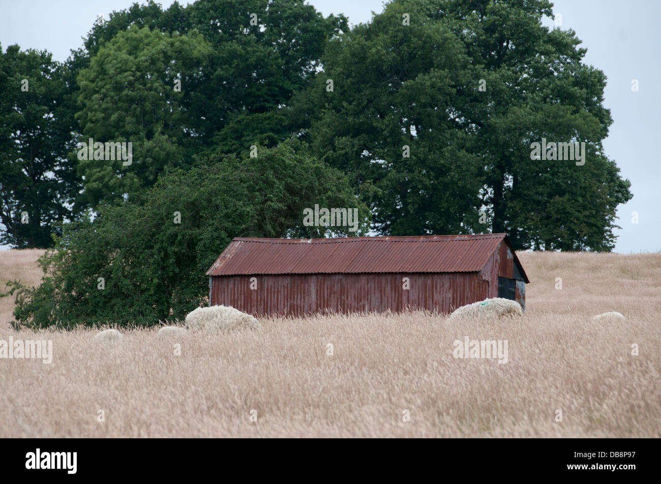 East Sussex. Field of grass, sheep and old corrugated iron barn. Stock Photo