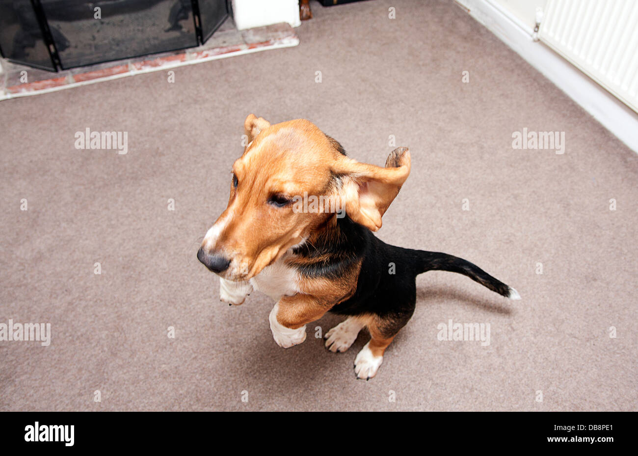 lively bassett hound puppy Stock Photo