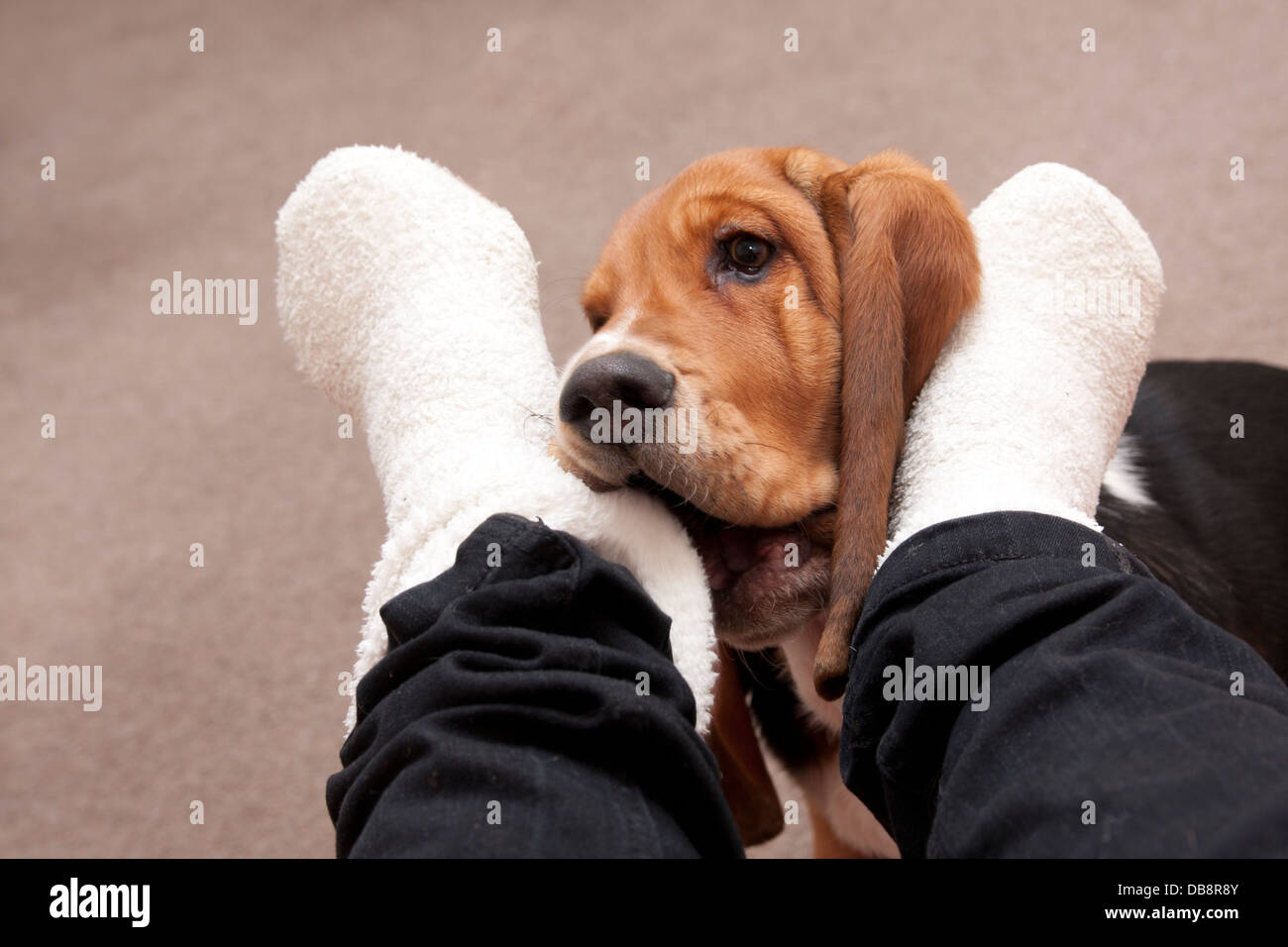 bassett hound puppy biting owners feet Stock Photo Alamy