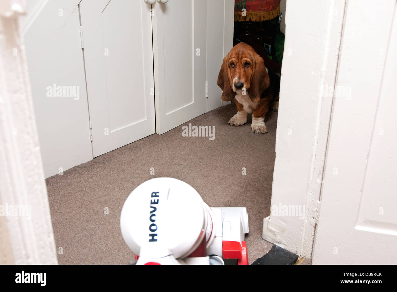 Why Are Dogs Afraid Of The Vacuum