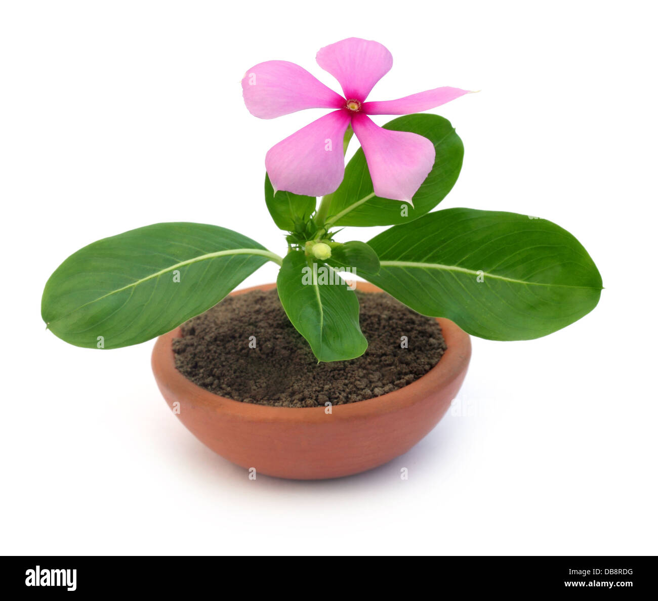 Catharanthus roseus on a clay pot Stock Photo