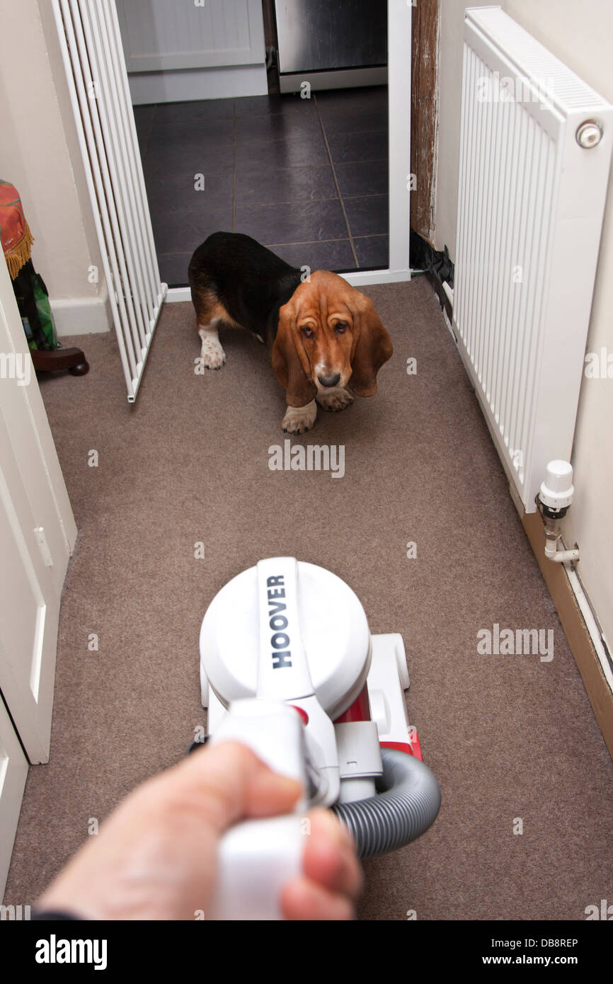 bassett hound puppy afraid of vacuum cleaner Stock Photo Alamy