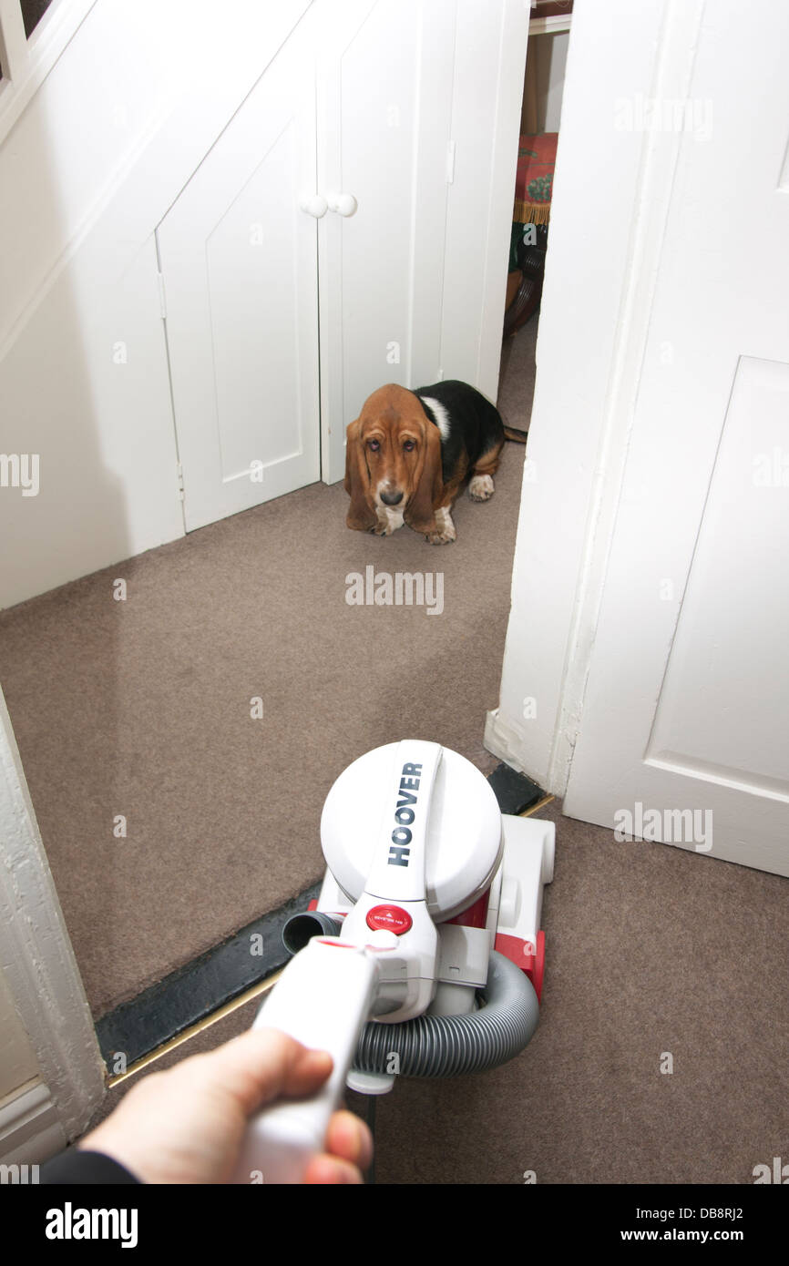 bassett hound puppy afraid of vacuum cleaner Stock Photo Alamy