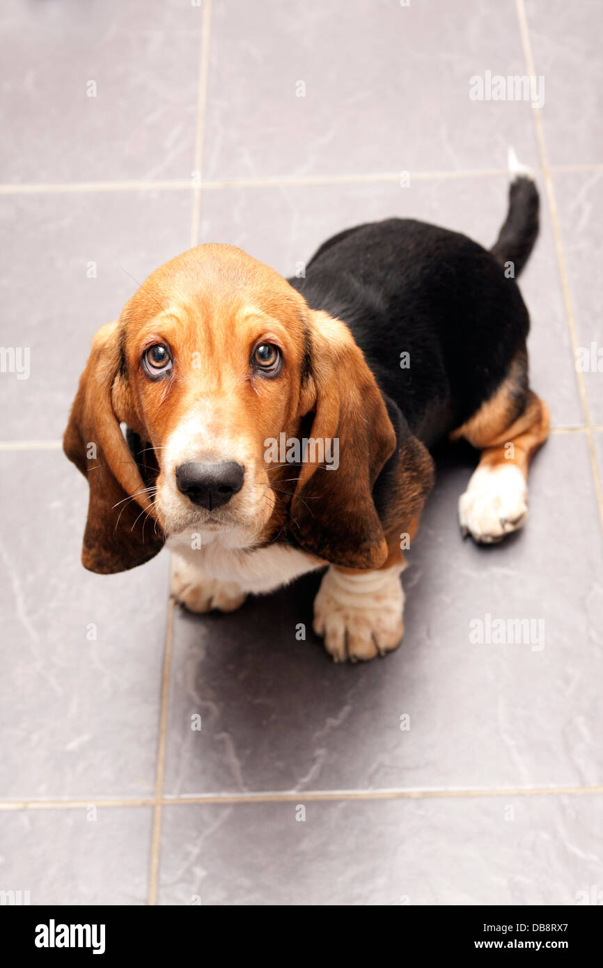 Beagle basset cheap mix puppies