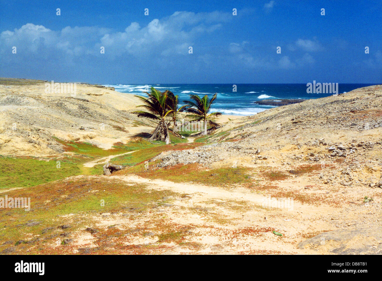 Barbados Palms & Sand Path Stock Photo - Alamy