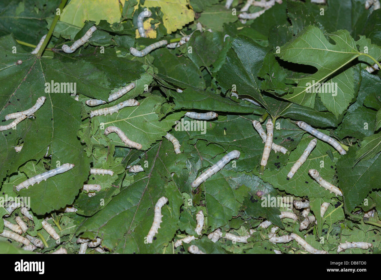 Silkworms feasting on their mulberry leaves. Stock Photo