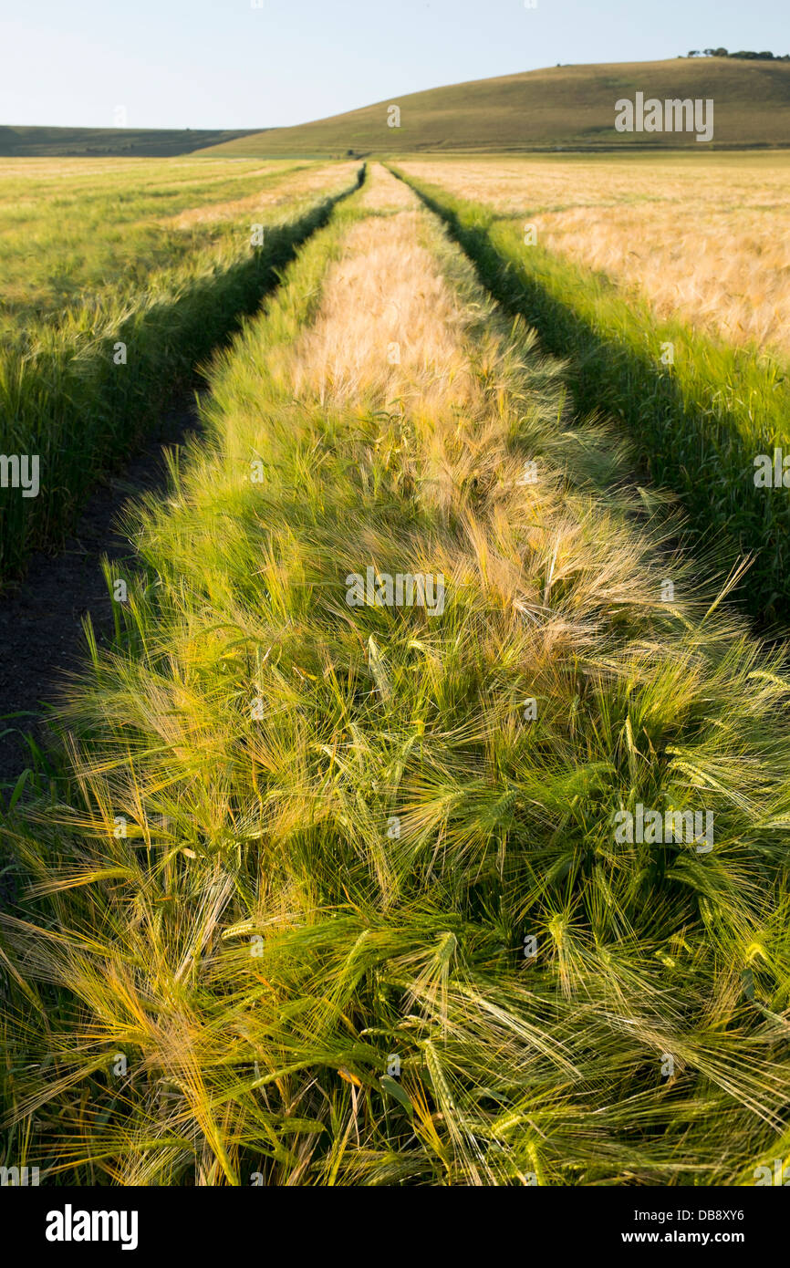 Wheat growing in Farm Field Stock Photo