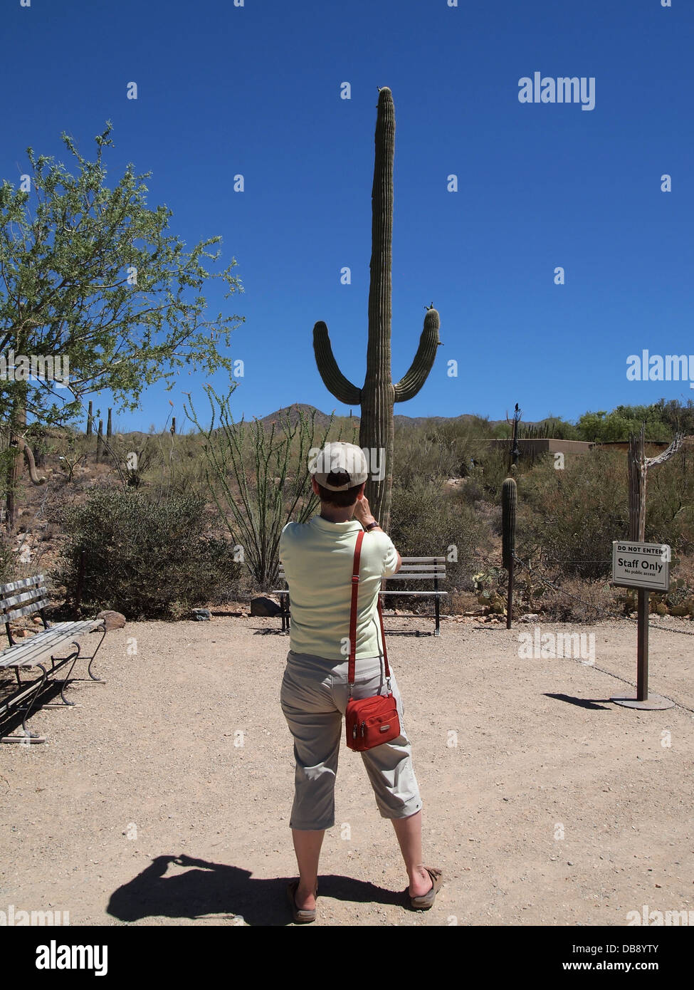 Woman tourist photographing giant Saguaro cactus at the Arizona Sonora Desert Museum in Tucson, Arizona, USA Stock Photo