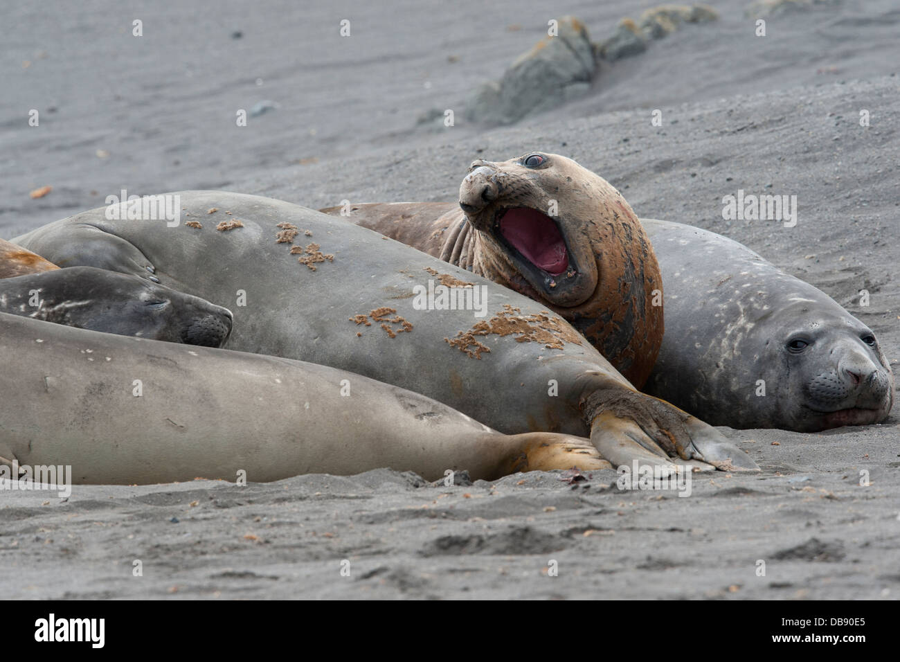 Southern Elephant Seal Bulls, Mirounga leonina, fighting, Hannah Point, South Shetland Islands. Stock Photo