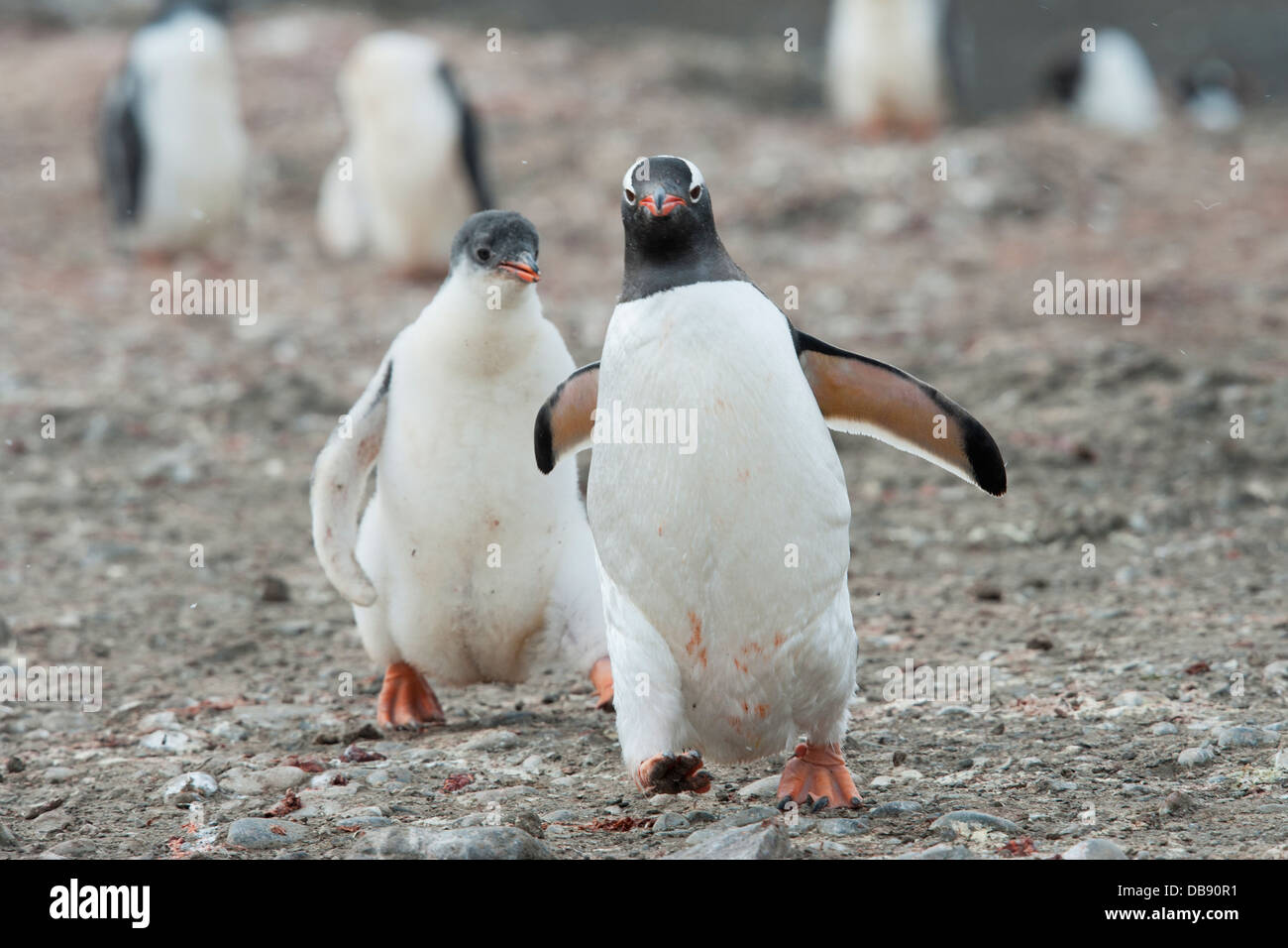 Gentoo penguin chick chasing adult, Pygoscelis papua. Hannah Point, South Shetland Islands. Stock Photo