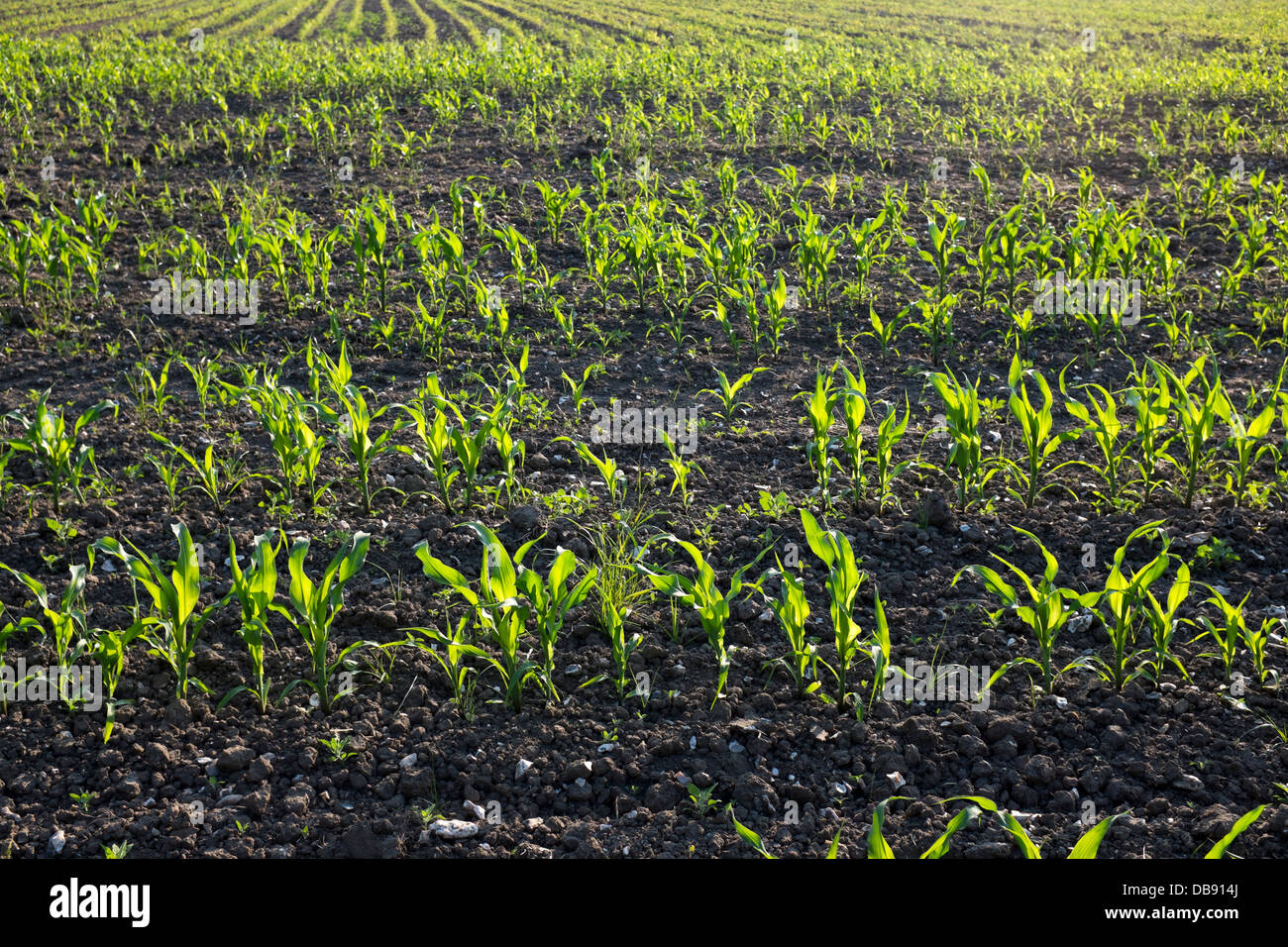 Young Corn Plants growing Farm Field Stock Photo Alamy