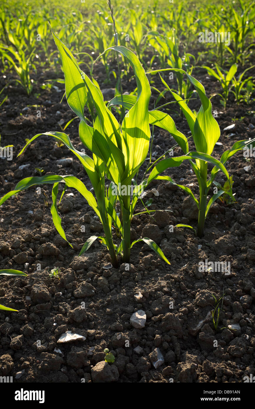 Young Corn Plant Hi-res Stock Photography And Images Alamy, 50% OFF