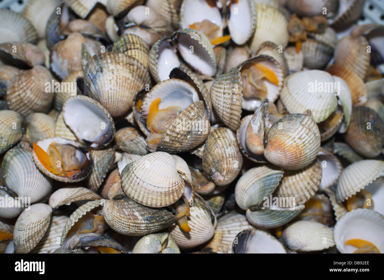 Cooked cockles hires stock photography and images Alamy