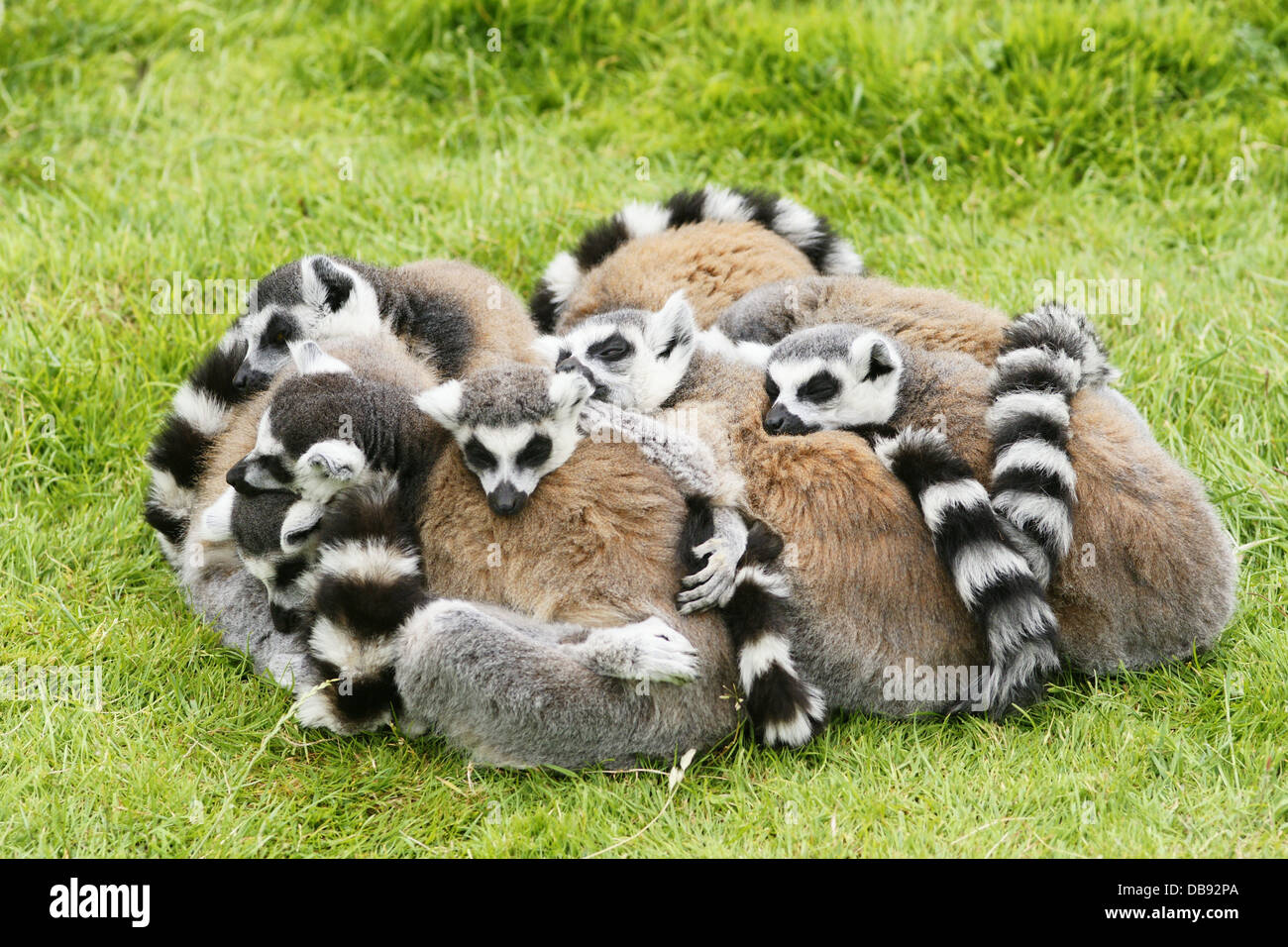 lemars stock photos lemars stock images alamy lemars animal