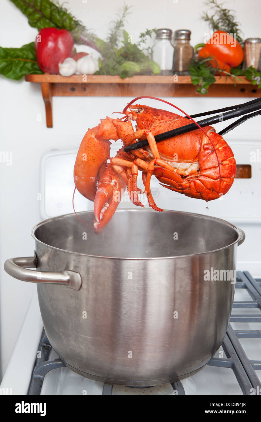 A cooked lobster being lifted from a pot in the kitchen. Stock Photo