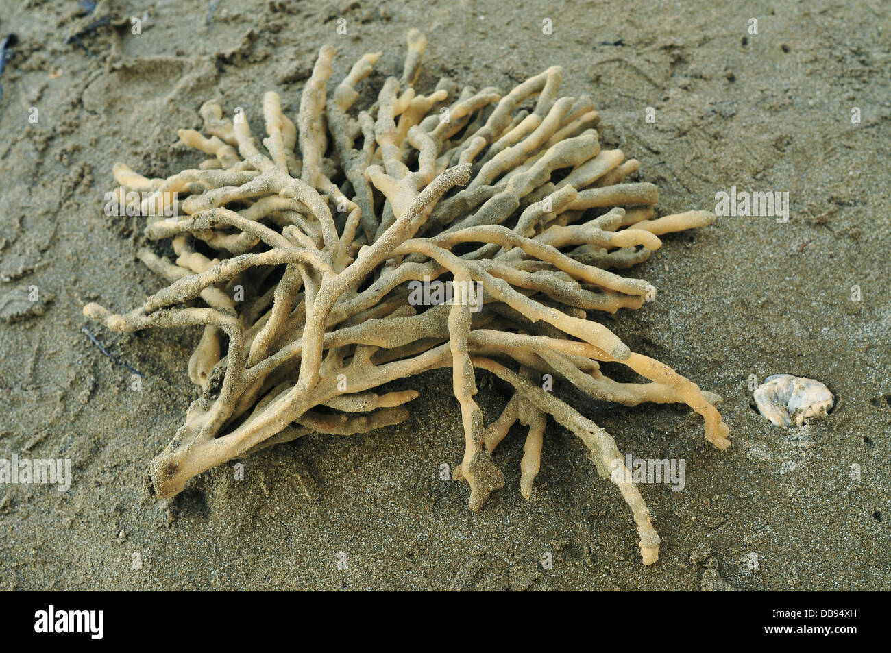Sponge washed out of ocean on sandy beach Stock Photo Alamy