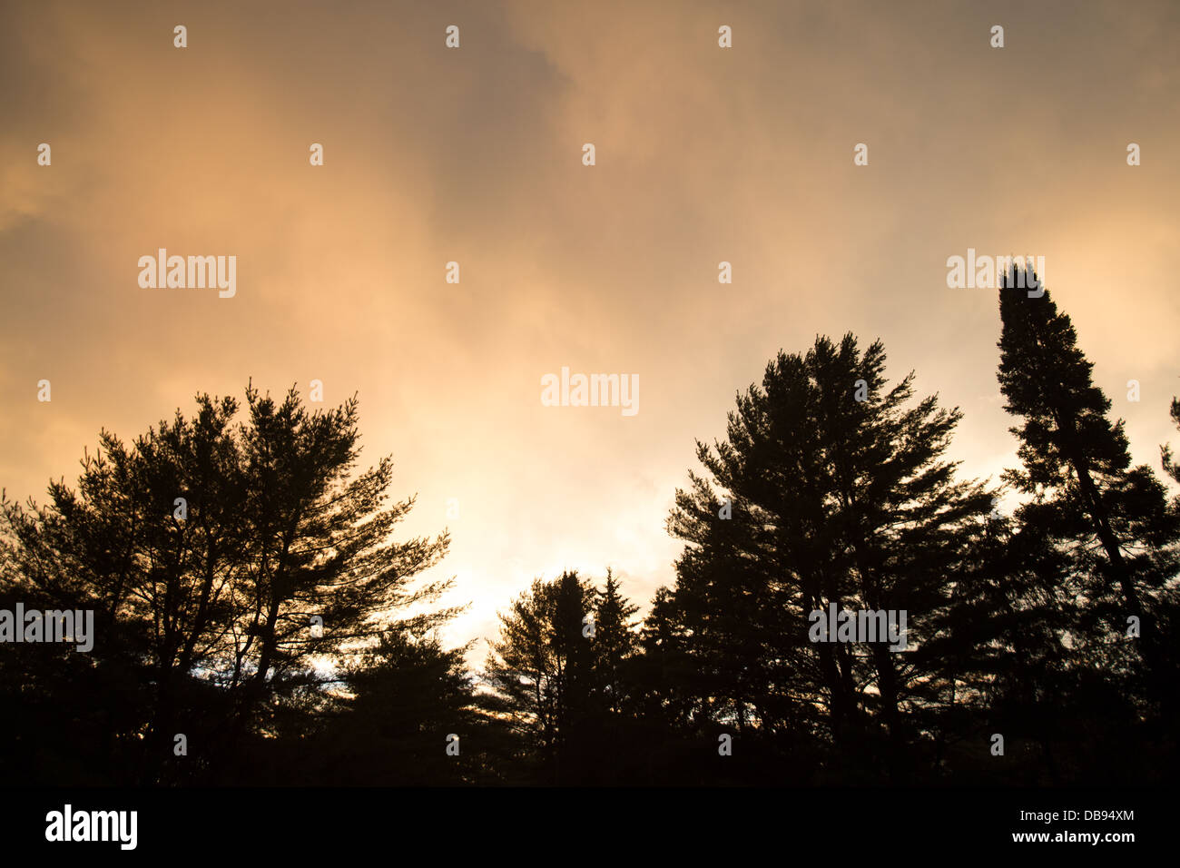 Silhouette of trees against storm clouds Stock Photo - Alamy
