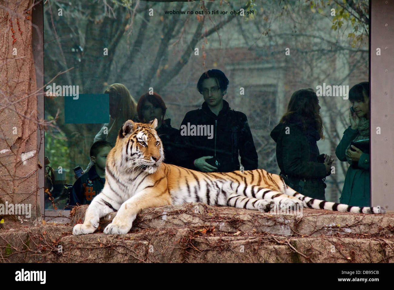 Siberian tiger (Panthera tigris altaica) and onlookers at Lincoln Park Zoo, Chicago, Illinois Stock Photo