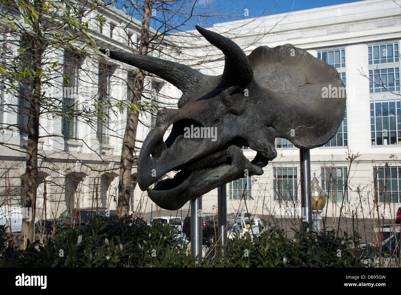 Triceratops skull outside the Smithsonian Natural History Museum Washington DC Stock Photo