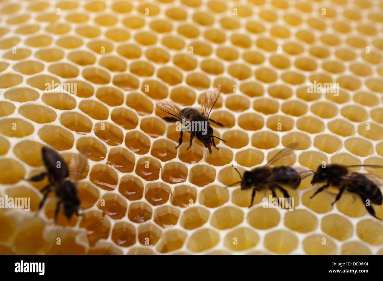 Bees eat honey from a of Puremiel, a honey company that