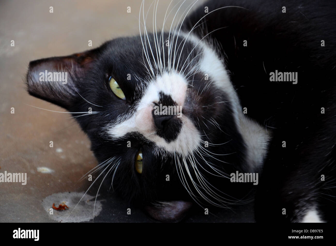 Black and white tuxedo cat with nipped ear Stock Photo Alamy