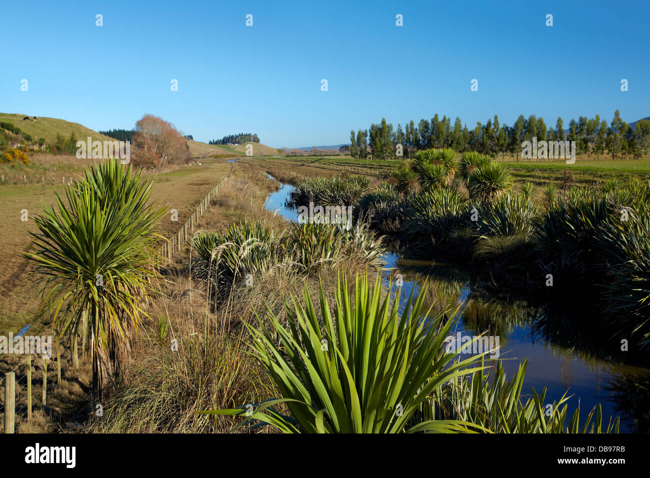 Drainage channel and planted riparian strip, Taieri Plains, near Dunedin, South Island, New Zealand Stock Photo