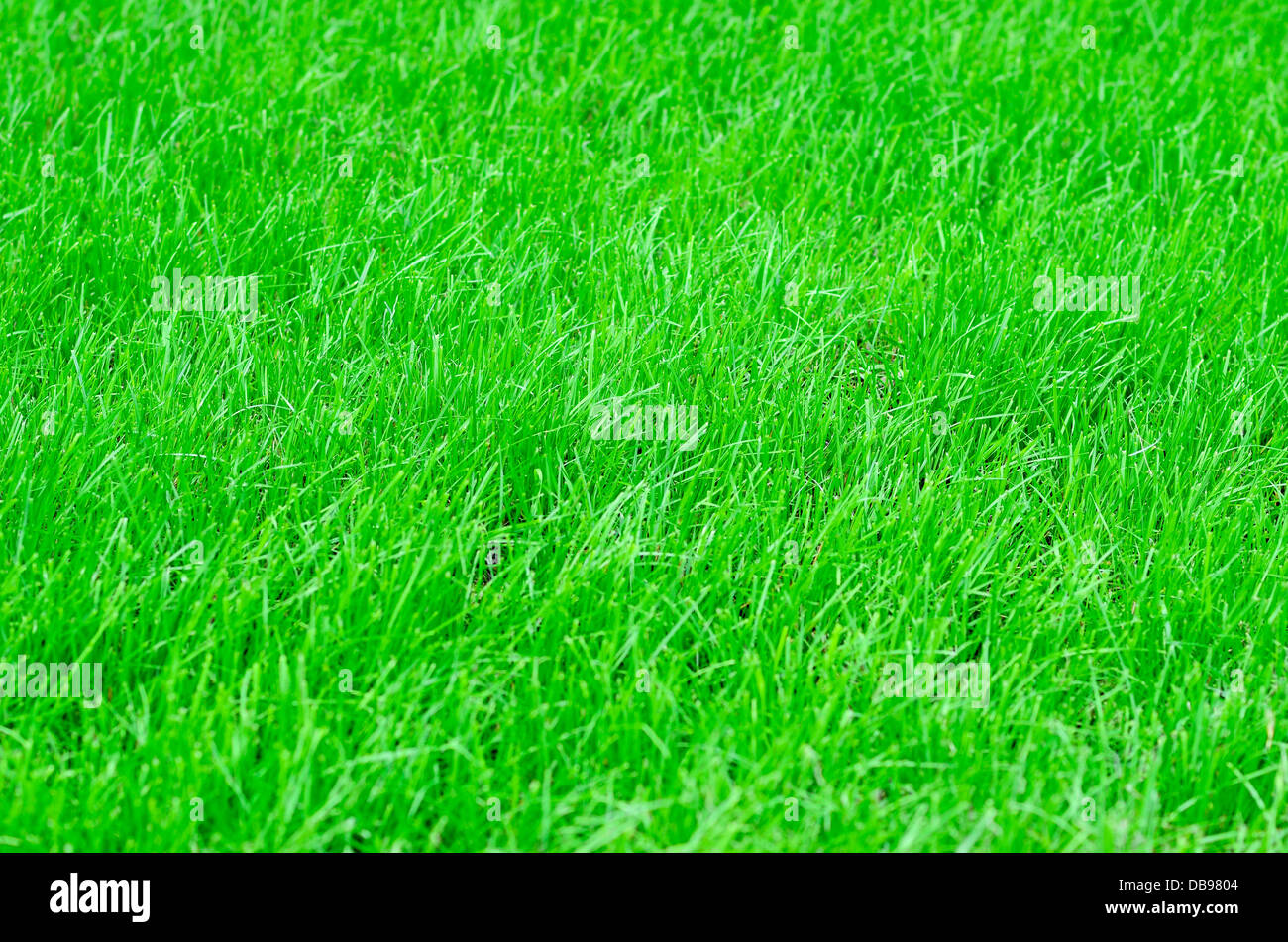 green grass background Stock Photo - Alamy