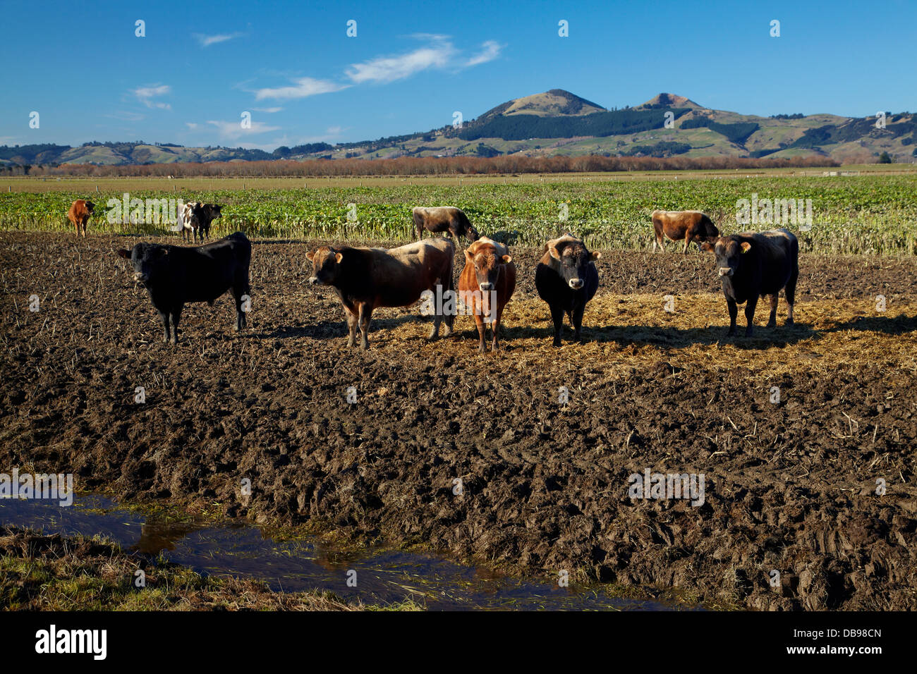 Cows and pugging around drainage waterway, Taieri Plains, near Dunedin, South Island, New Zealand Stock Photo