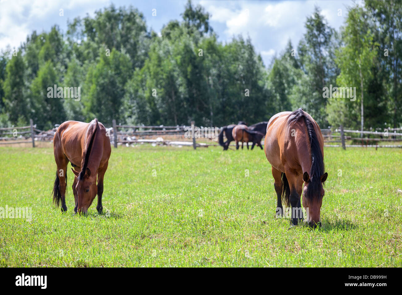 Two chestnut horses hi-res stock photography and images - Alamy