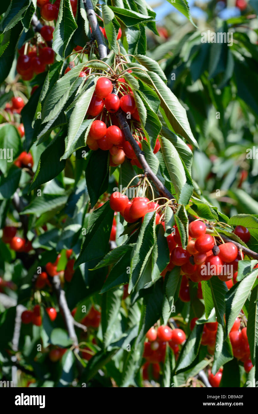 Cherry trees fruits hi-res stock photography and images - Alamy