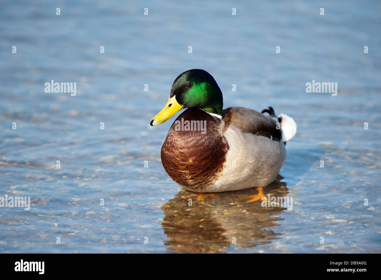 Mallard Duck stood in water Stock Photo