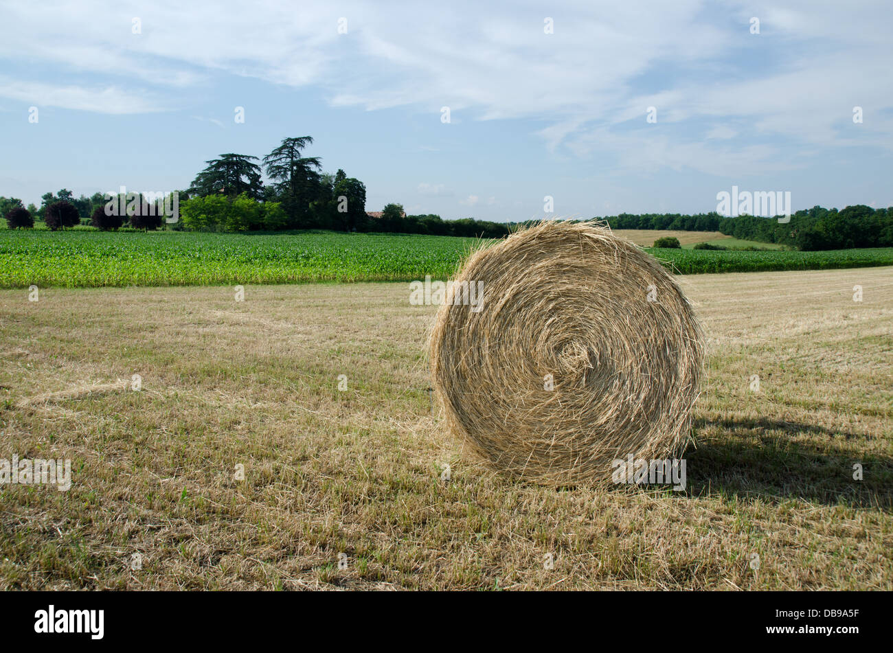 Single hay bale in a field Stock Photo