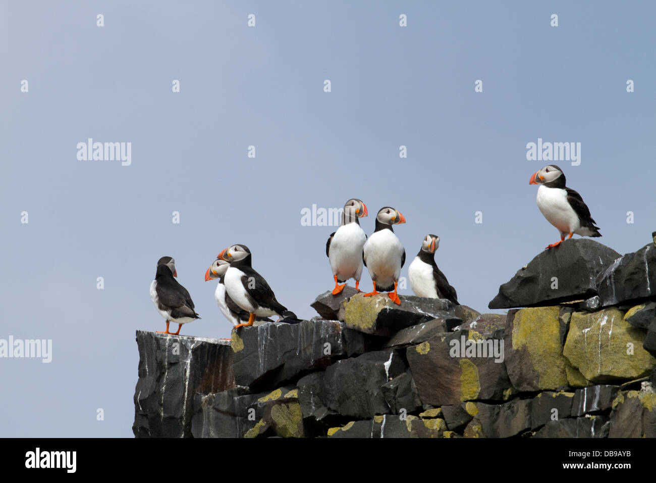 Puffins on the Staple Island Stock Photo