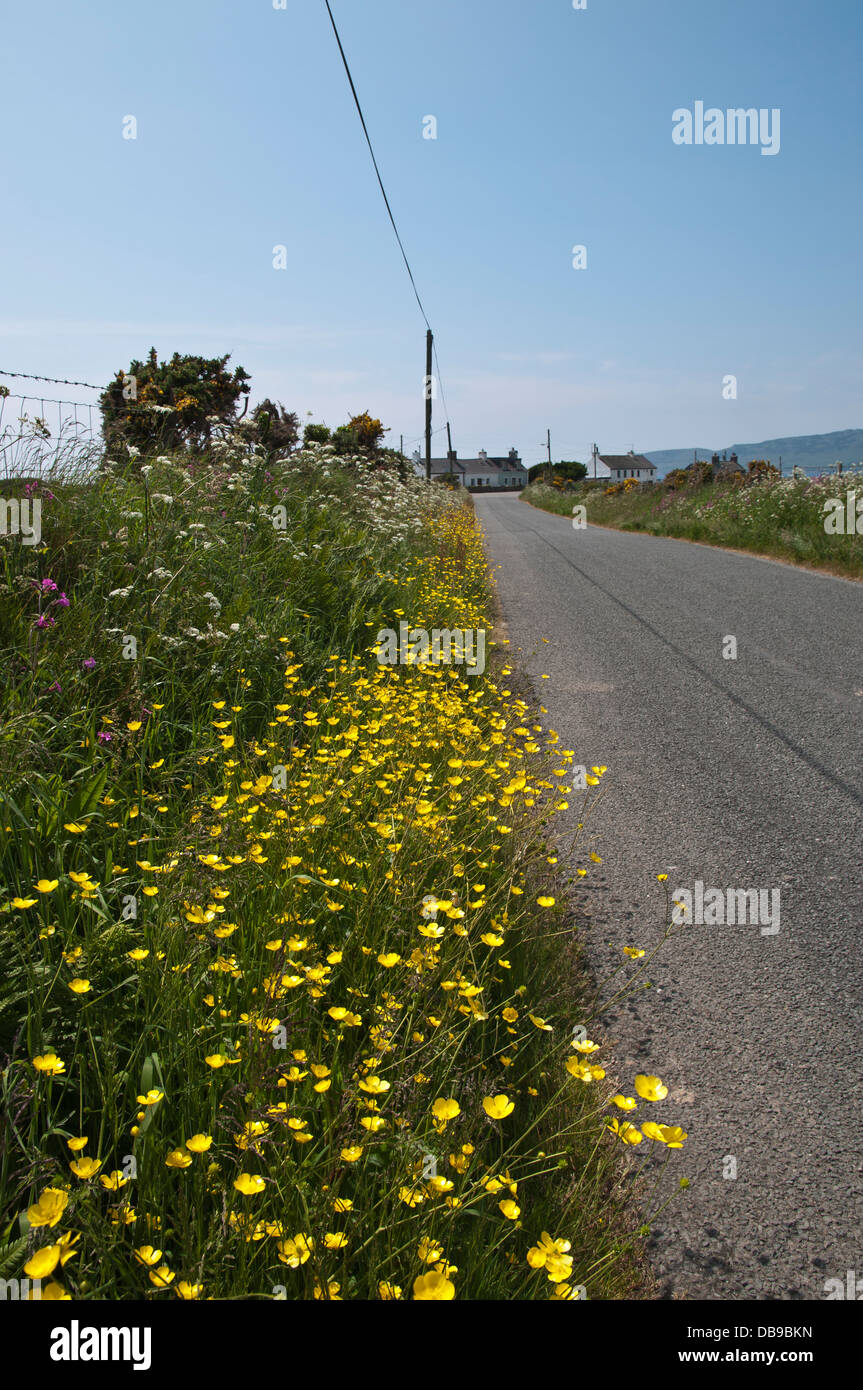 Roadside wild flowers hi-res stock photography and images - Alamy