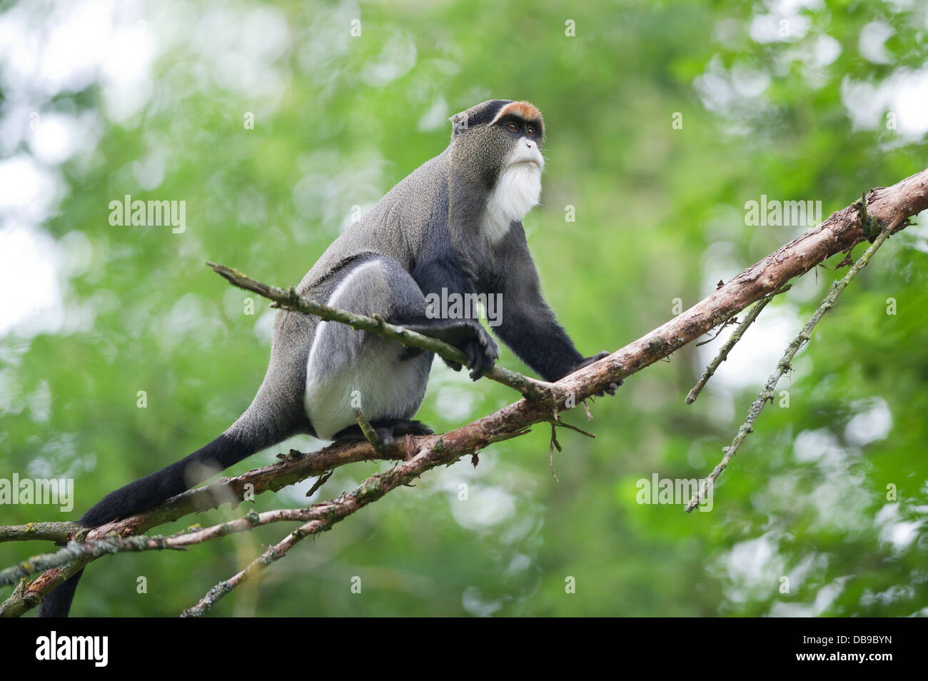 De Brazza's Monkey