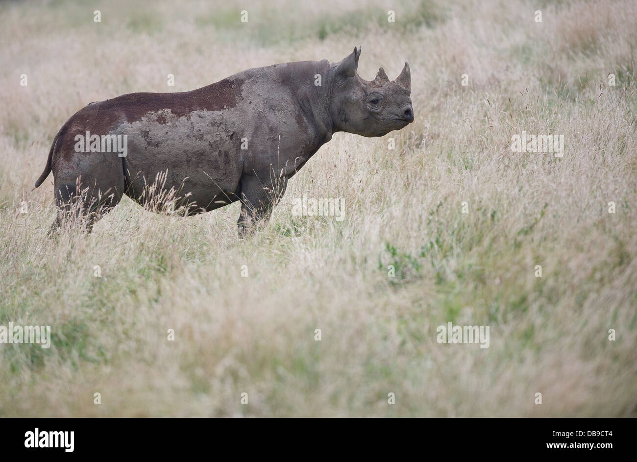An Eastern Black Rhinoceros (Diceros bicornis michaeli), also known as the East African black rhinoceros. Stock Photo