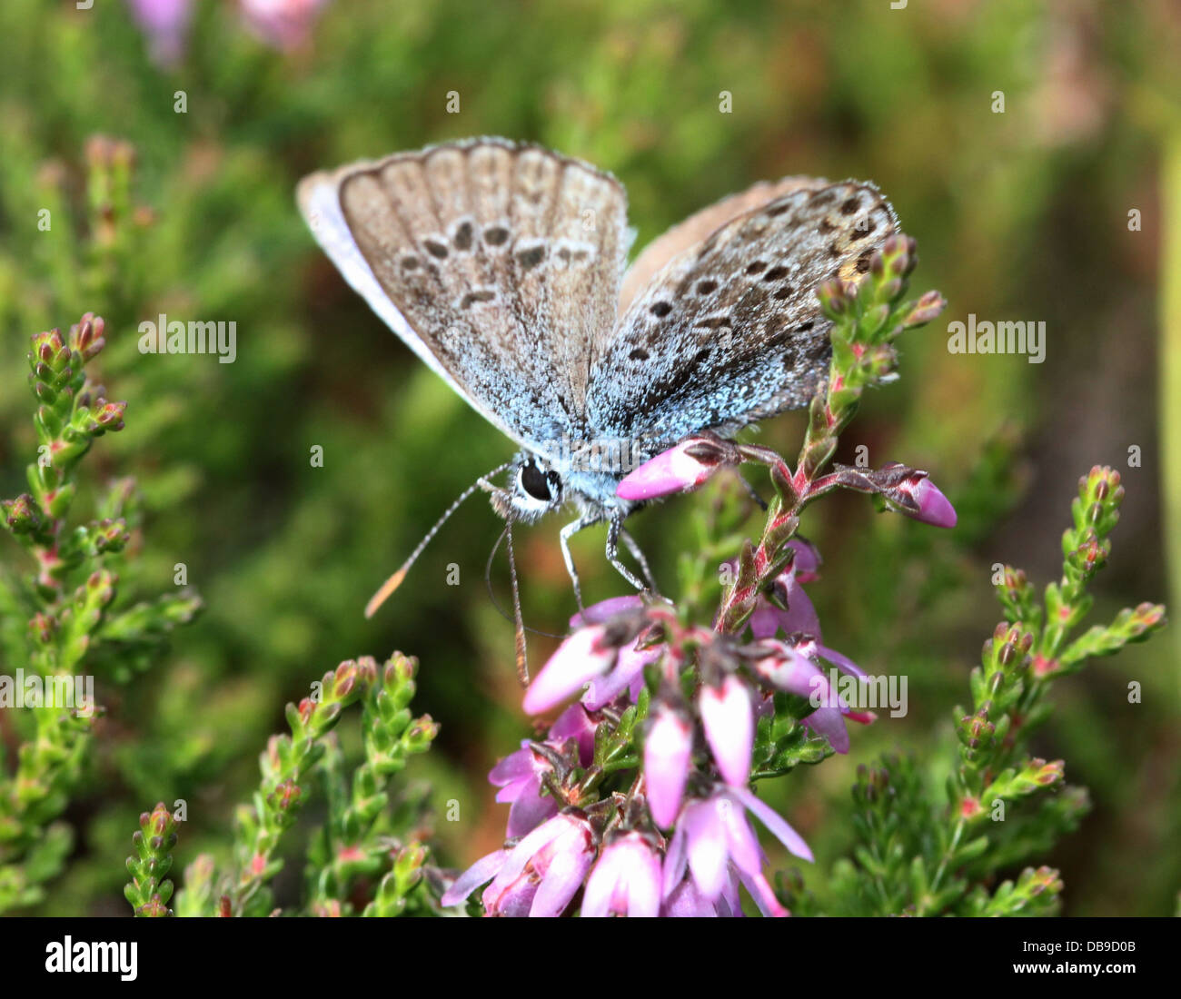 Alcon Blue butterfly (Phengaris alcon) foraging on cross-leaved heath Stock Photo