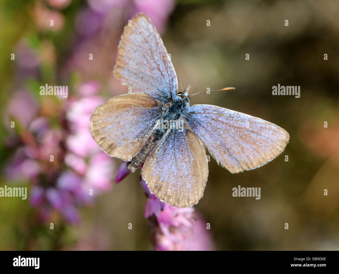 Alcon Blue butterfly (Phengaris alcon) foraging on cross-leaved heath Stock Photo