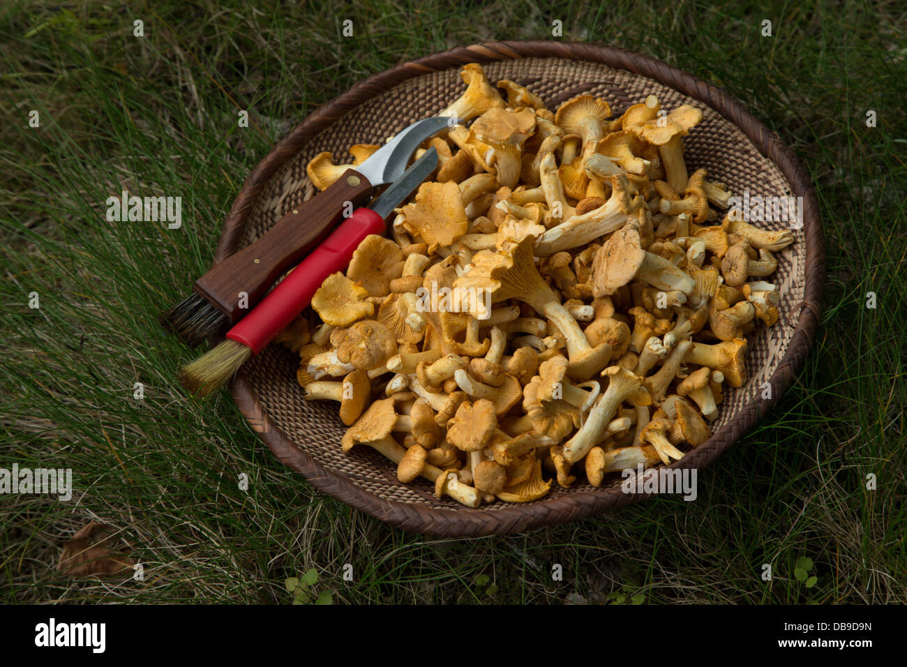 Chanterelles in a basket Stock Photo