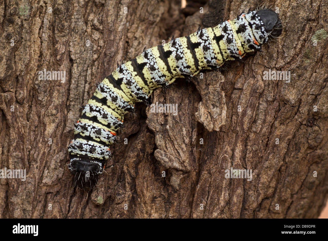 Mopane worm Stock Photo