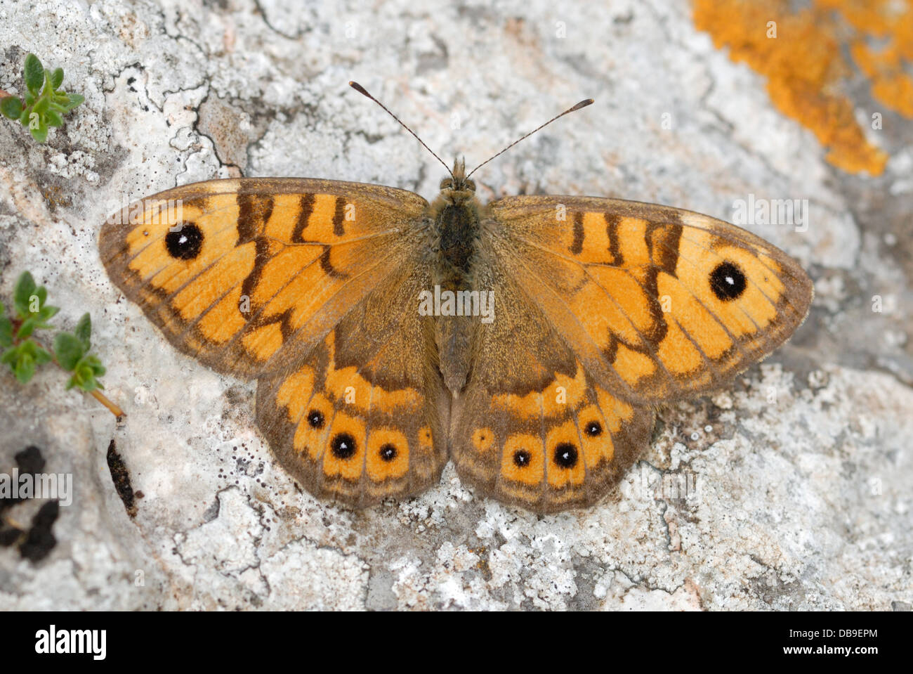 Wall Brown Butterfly (Lasiommata megera) on the Gower Peninsula Stock Photo